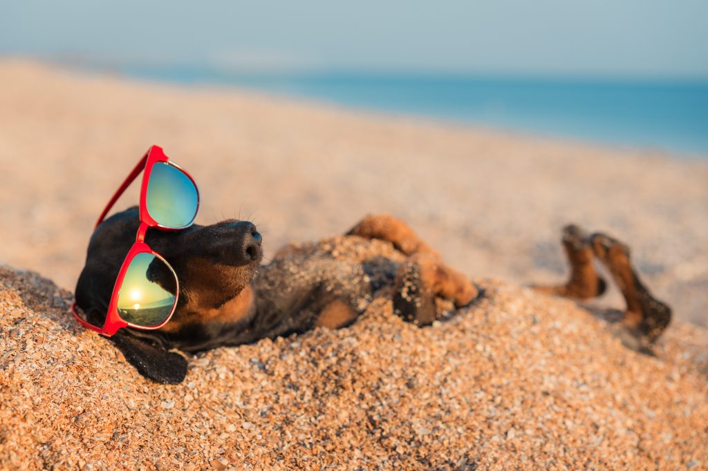 Dackel mit Sonnenbrille relaxed am Strand